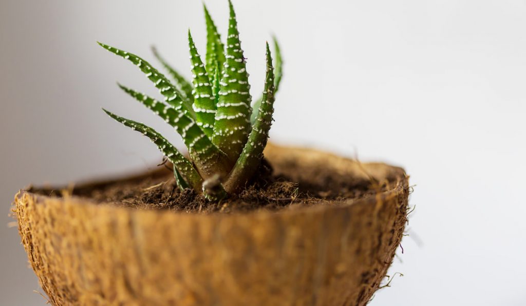 Aloe-humilis-in-a-coconut-pot