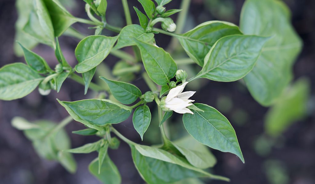 bell pepper flower. plant growing