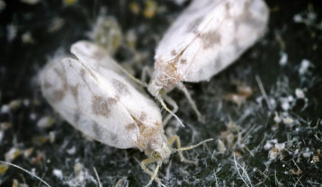 closeup shot of two whiteflies