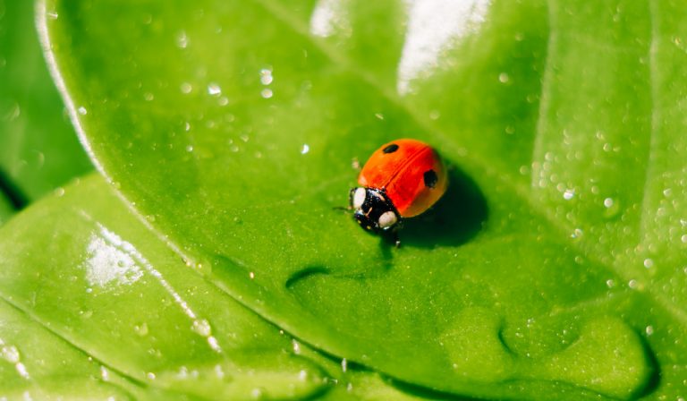 Do Indoor Plants Attract Bugs?