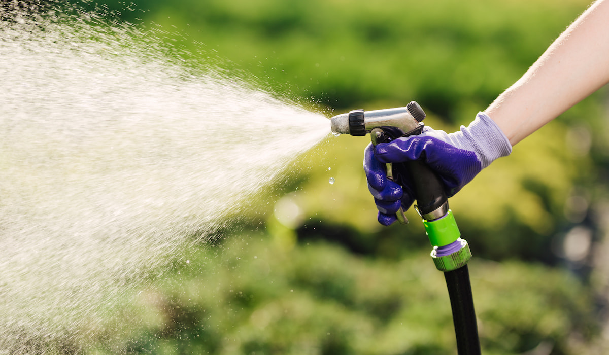 Woman hand with garden hose watering plants, gardening concept