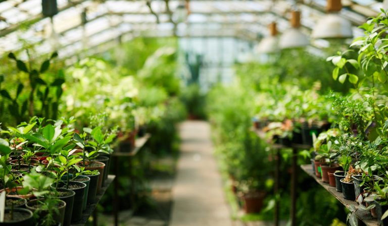 29 Greenhouse Plants that are Easy to Grow
