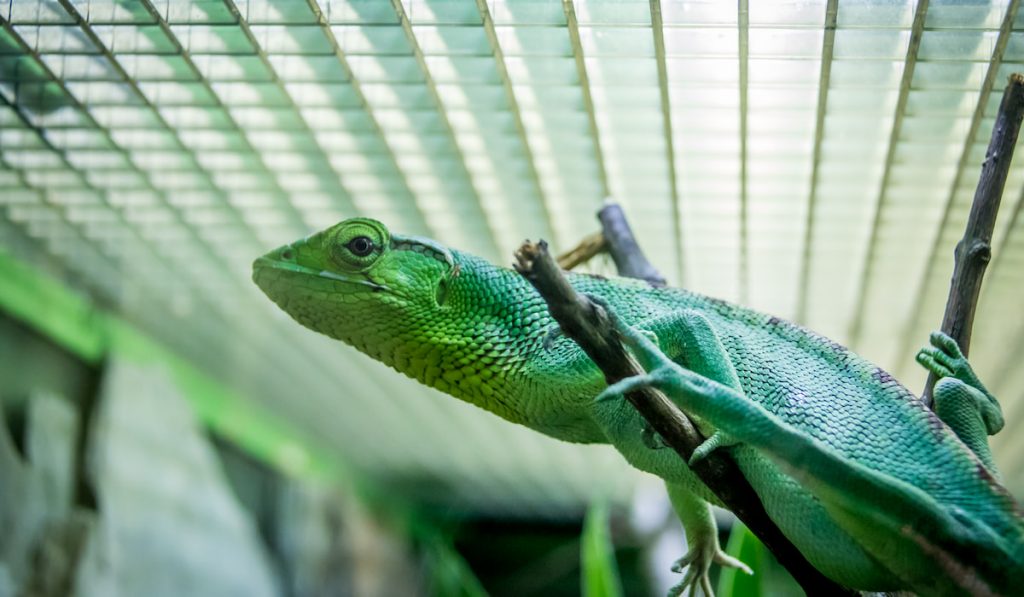 Green Lizard on a cage - Berthold's Bush Anole (Polychrus gutturosus)
