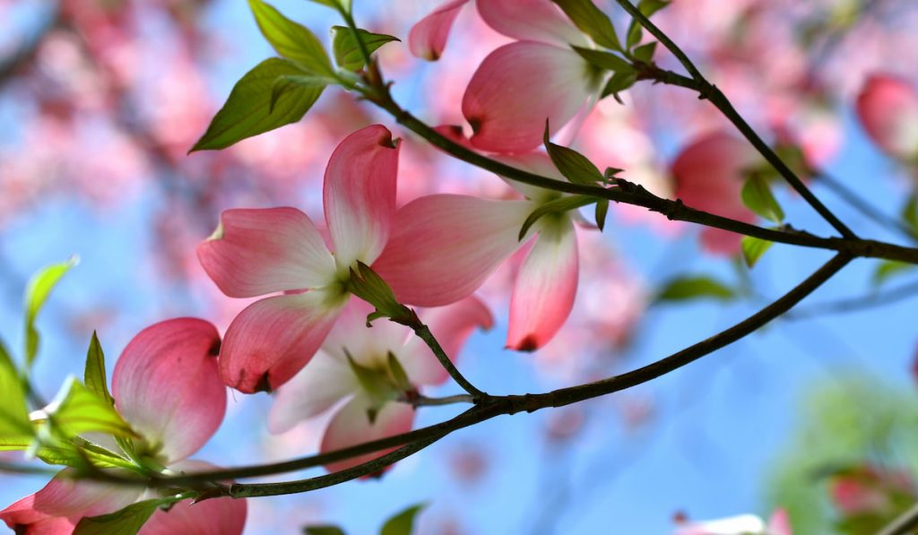 A branch of Pink Dogwood blossoms against a vivid blue sky in the spring season