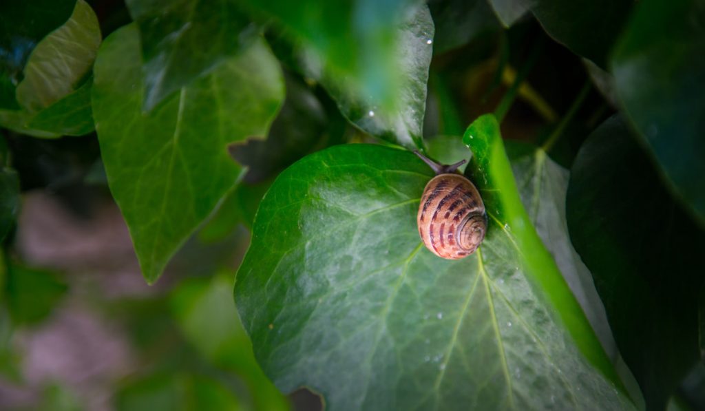 A garden snail crawling on green leaves.