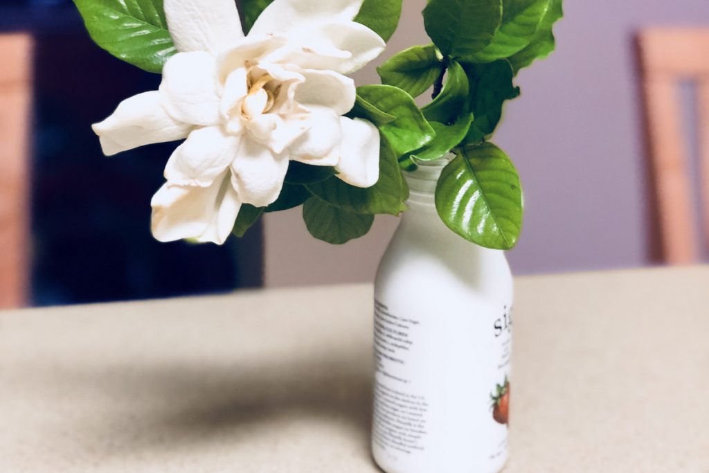 A gardenia flower in a plastic bottle.
