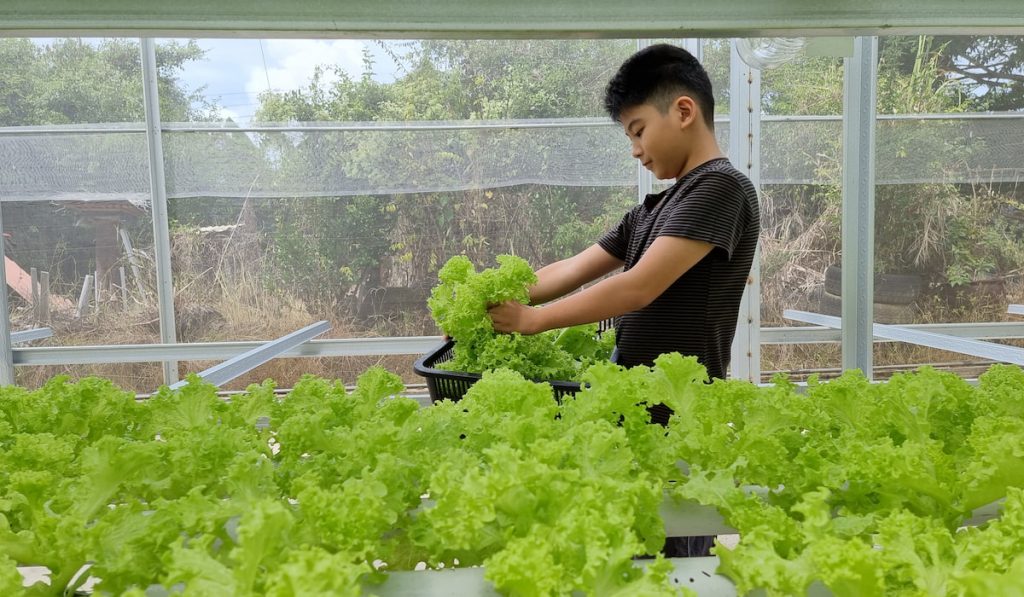 A kid picking up fresh lettuce in greenhouse 