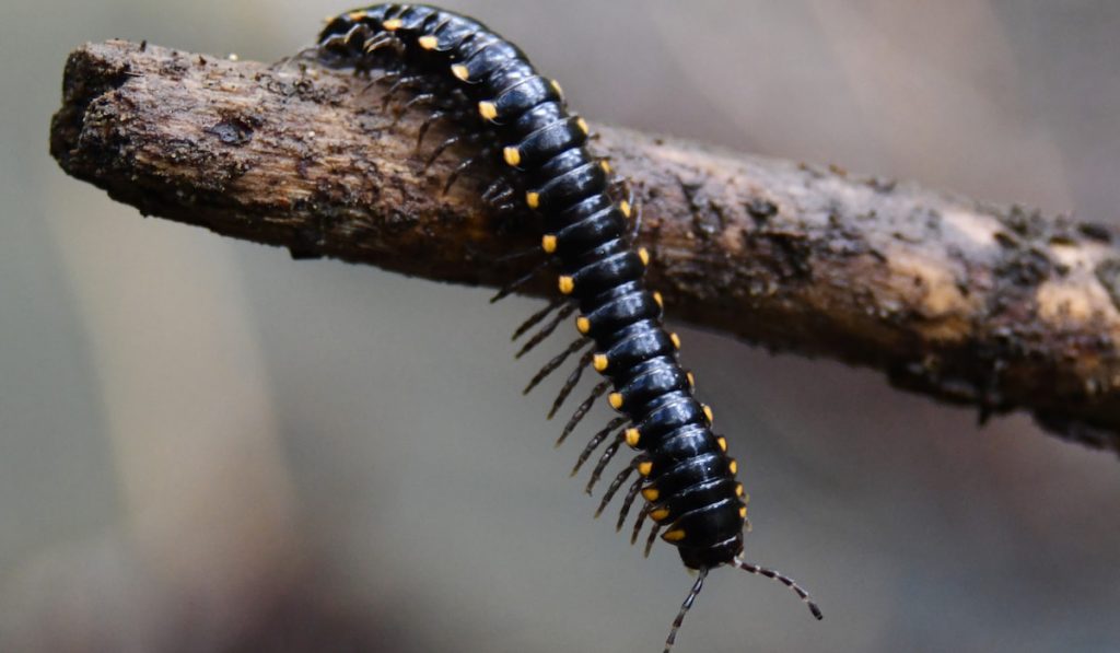 A millipede precariously perched on a stick 