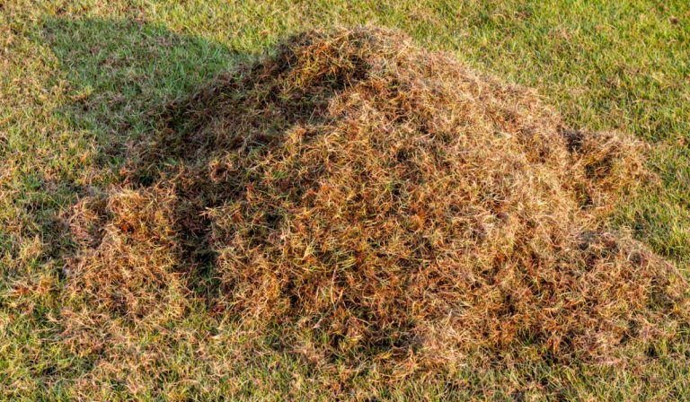 9 Tips for Dead Grass Removal