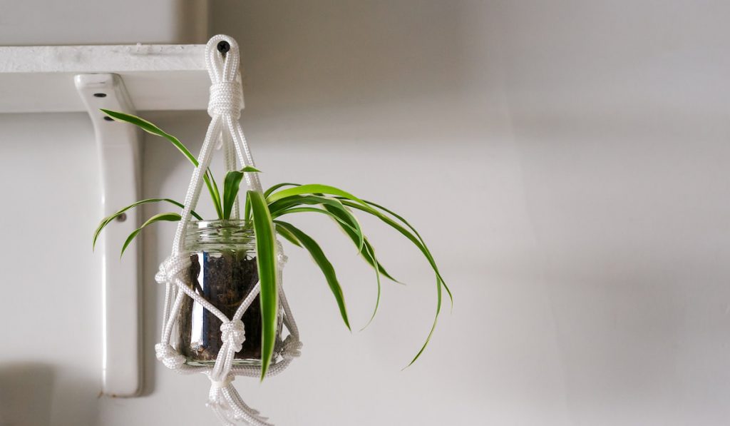 A white twine macrame plant hanger with a Spider Plant