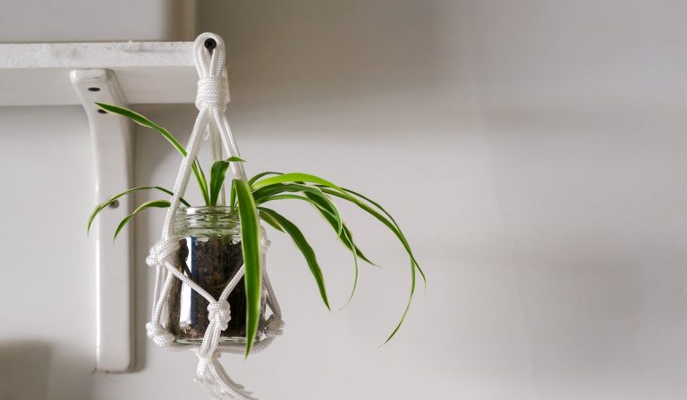 Do Spider Plants Like to Be Misted?