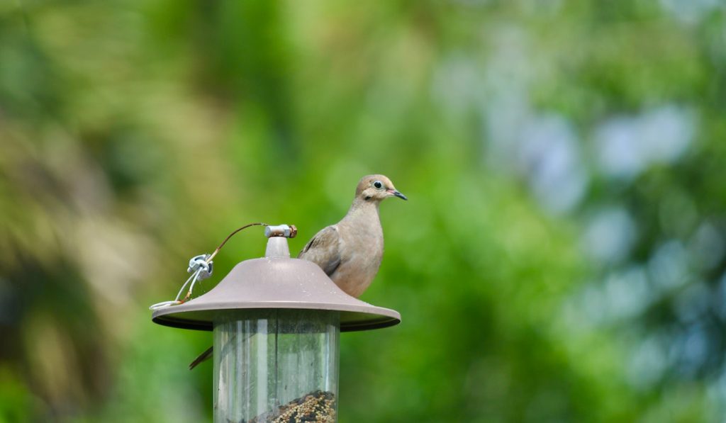 A young dove perched on the bird feeder with a blurred background.