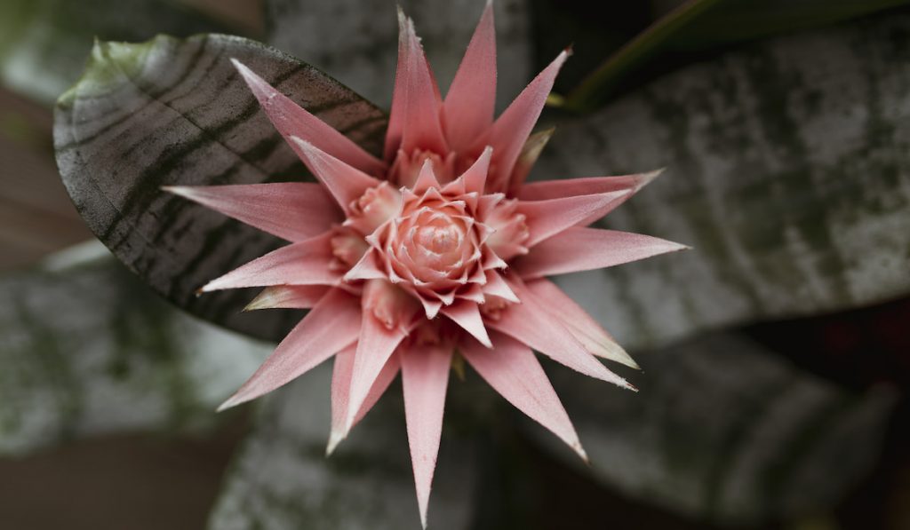 Aerial view of an Urn plant with flower