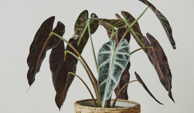 15 Types of Indoor Plants With Big Leaves