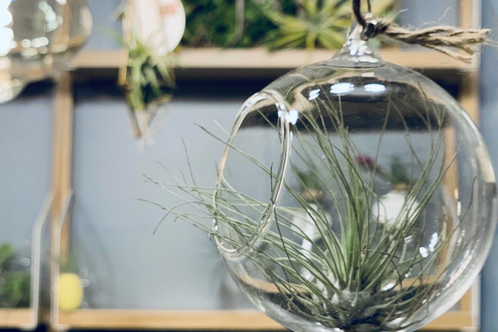 Air plant in a suspended glass bubble case, 