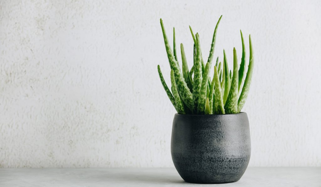 Aloe vera plant in design modern pot and white background