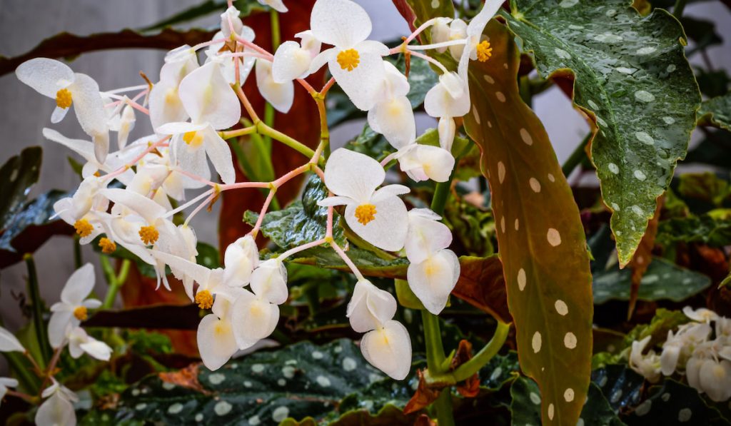 Angel Wing Begonia plant with white flowers 