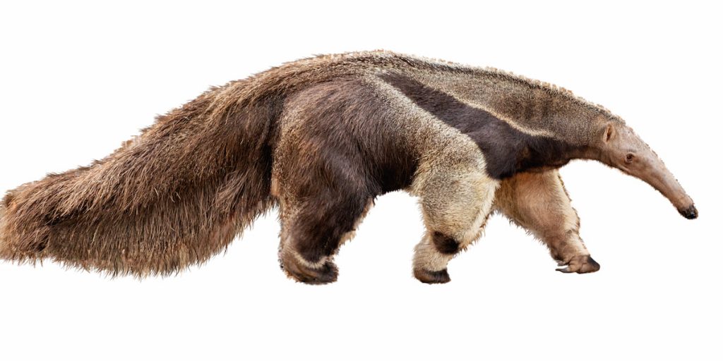 Anteater Facing Side Extracted on white background