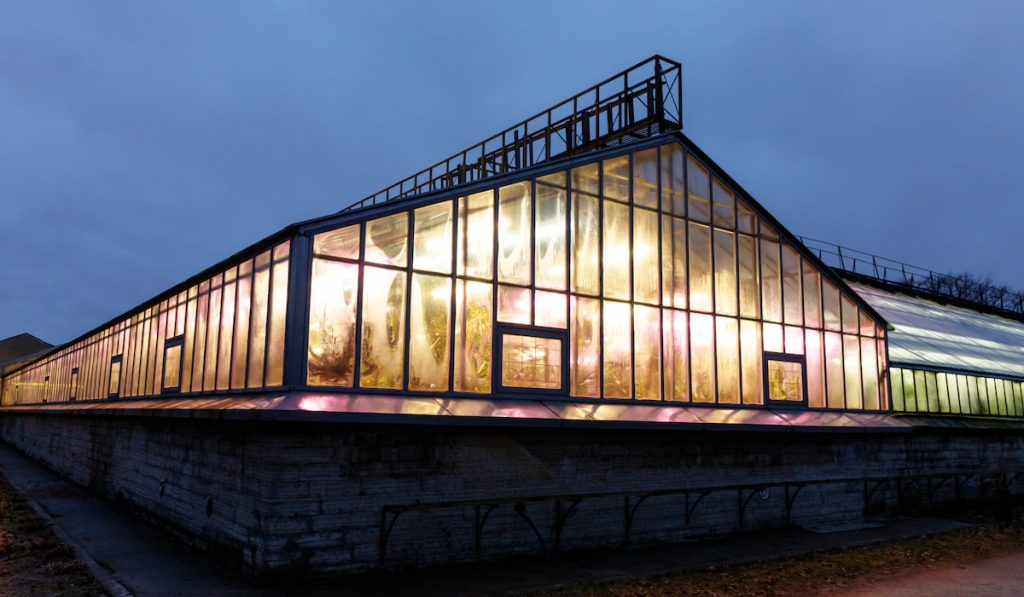 Artificial lighting of plants in short daylight conditions of greenhouse 
