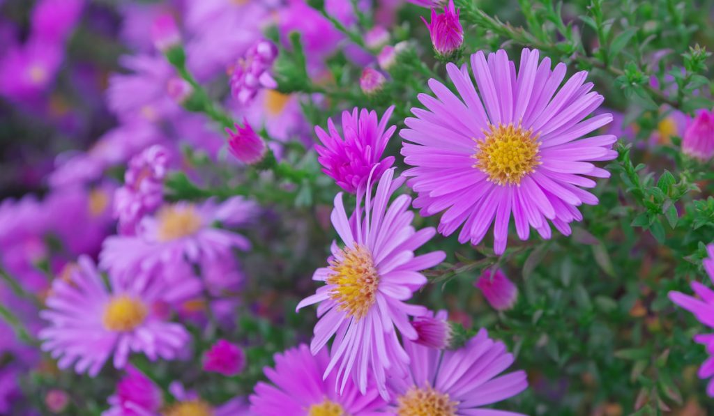 Aster alpinus bush.
