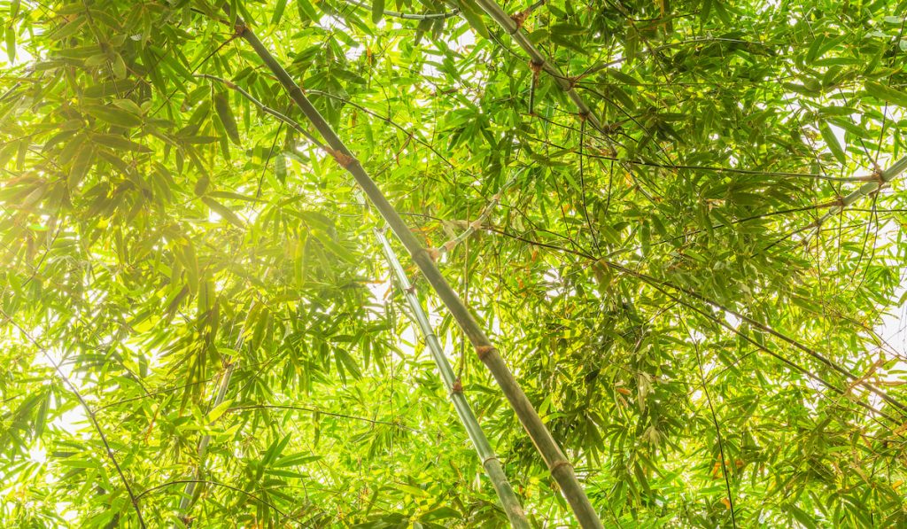 Bamboo forest with sunlight