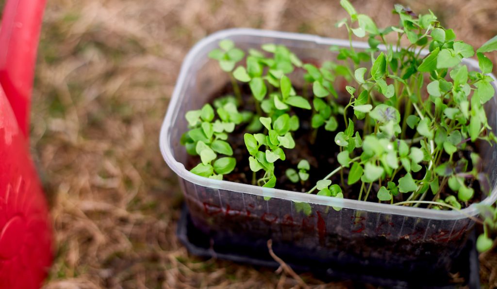 Basil sprout in a plastic container 