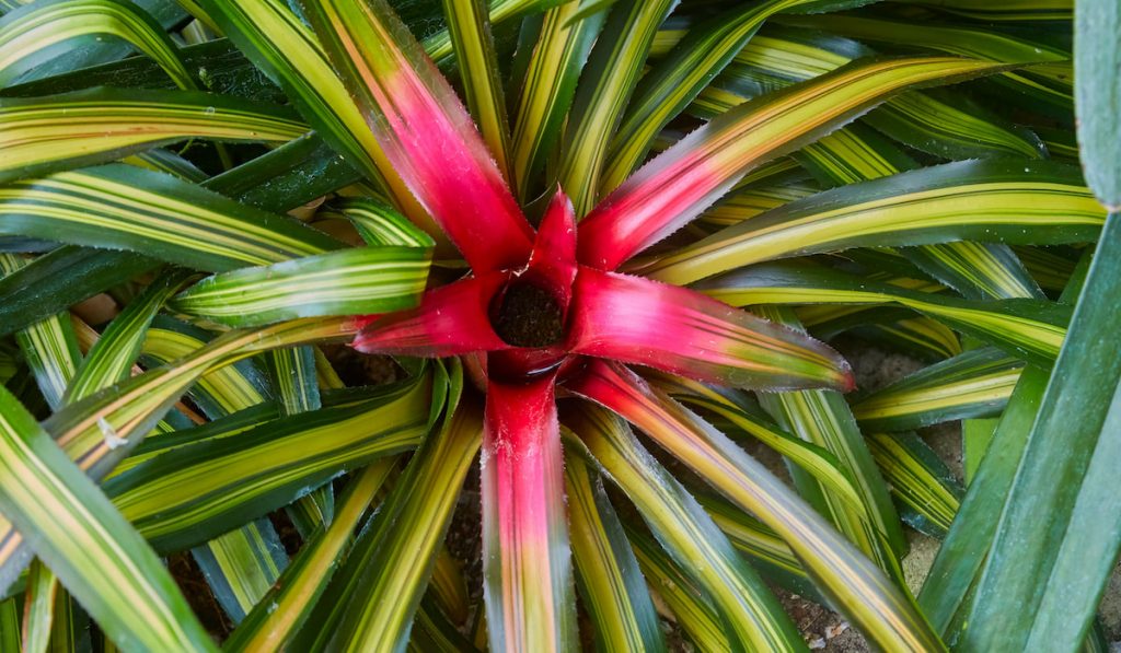 Beautiful bromeliad Neoregelia carolinae native in Brazil 