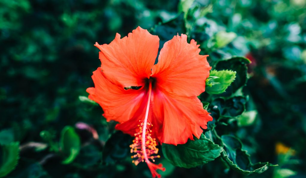 Beautiful flower red hibiscus , close-up.
