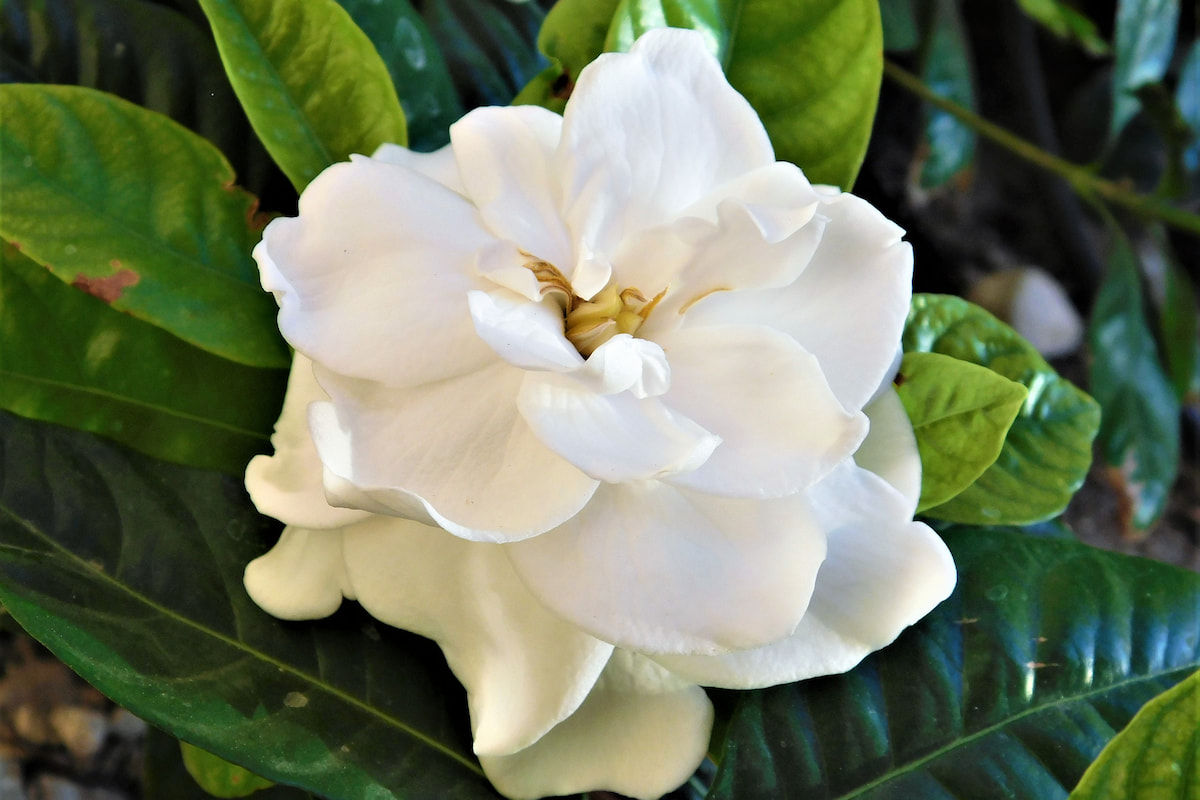 Can Gardenias Grow Indoors? 9 Tips for Success Gardening Glow