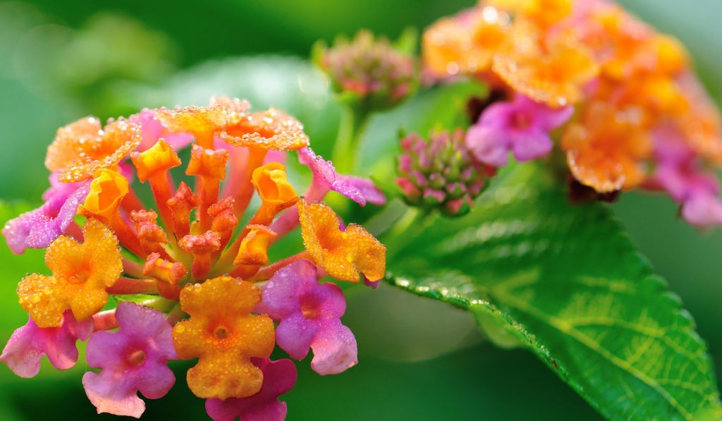 Beautiful little yellow and pink lantana camara flowers blooming