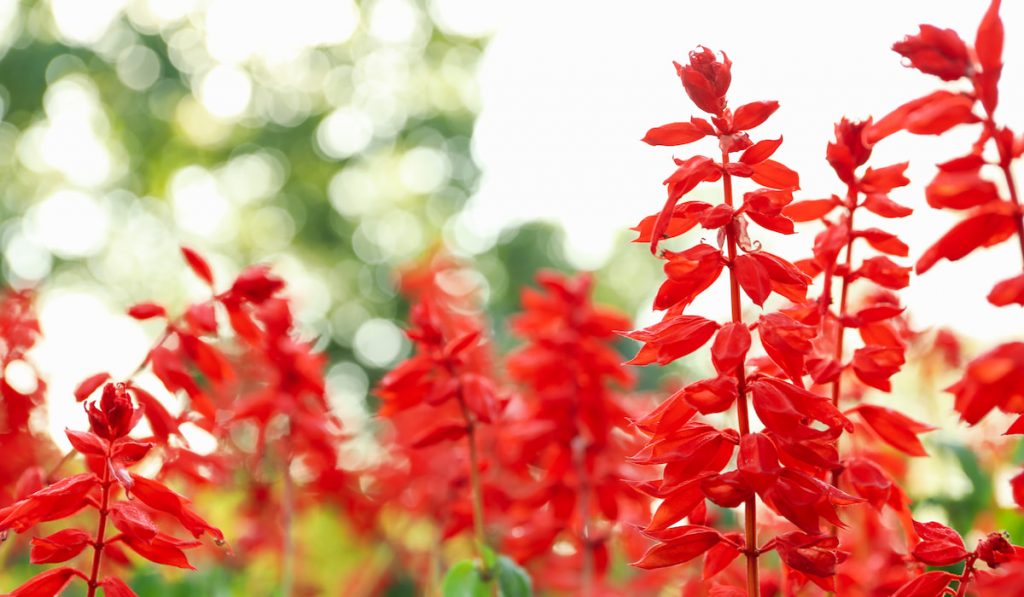 Beautiful red Salvia flowers outdoor in park
