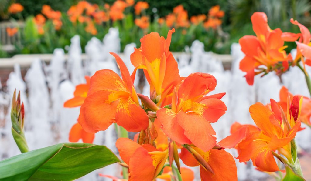 Beautiful vibrant orange Canna lilies around a garden fountain
