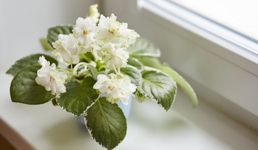 Beautiful white African Violet in a pot near window