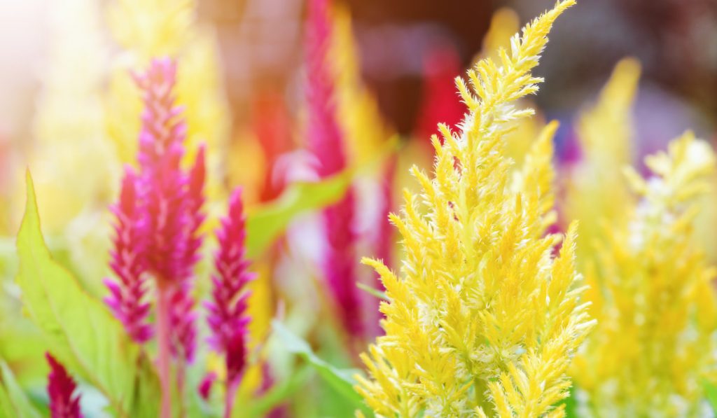 Beautiful yellow and red flowers of Celosia Argentea