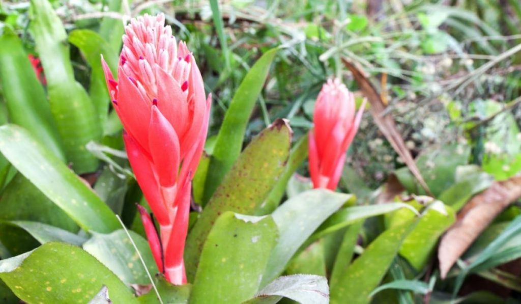 Billbergia flower