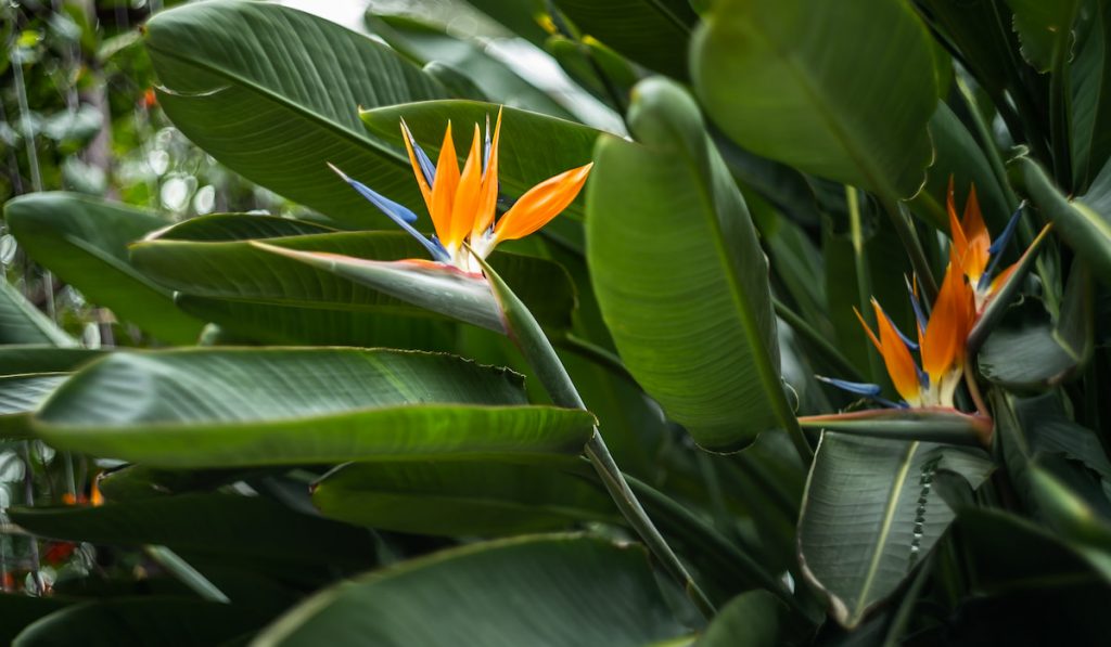 Birds Of Paradise Plant in the forest