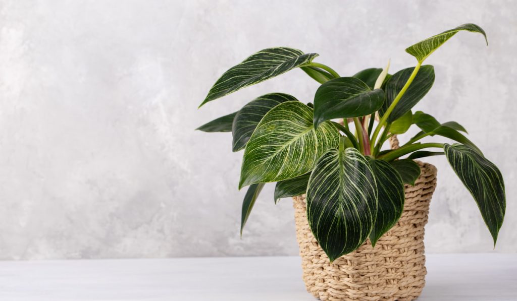 Birkin Philodendron house plant in a basket, grey stone background

