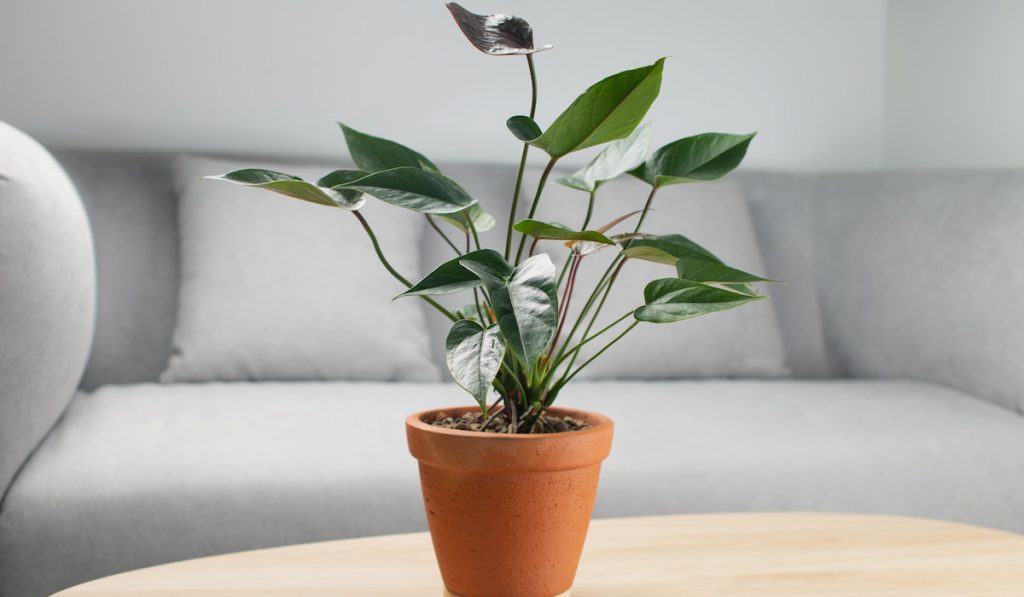 Black flamingo flower in the living room