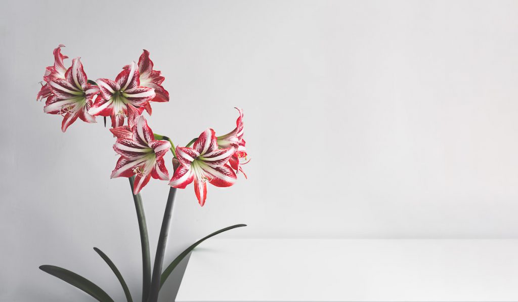 Blooming Amaryllis flower near white table in the room