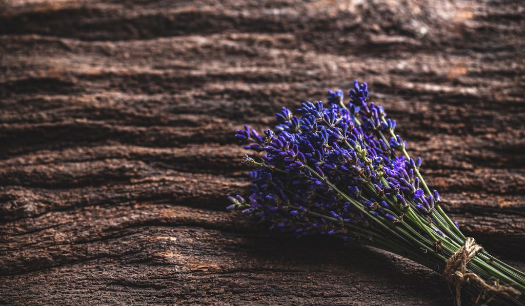 Bouquet of lavender