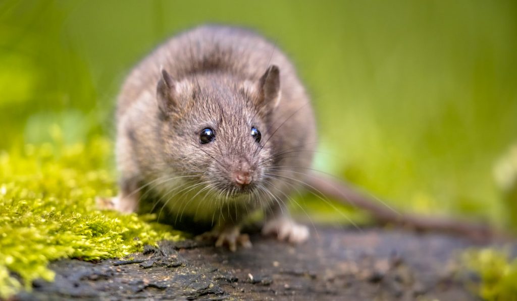 Brown Rat walking on grass field 