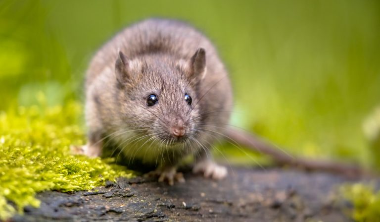 Do Gardens Attract Rats? – Gardening Glow