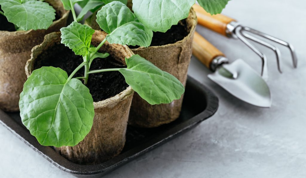 Cabbage seedlings. Savoy Cabbage seedlings pots