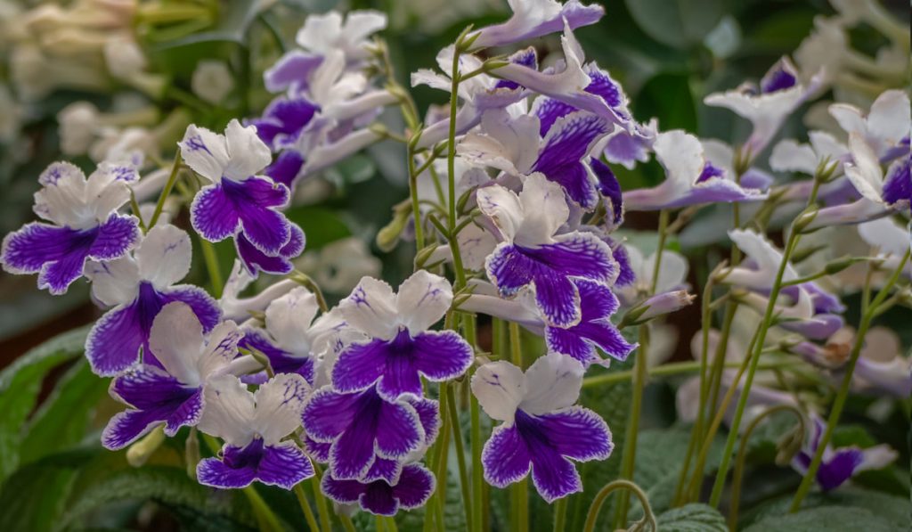 Cape Primrose plant flowers in the garden 