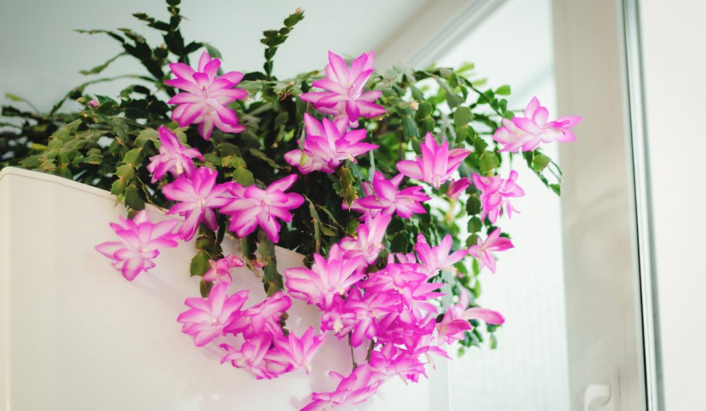 Christmas Cactus with blooming flowers