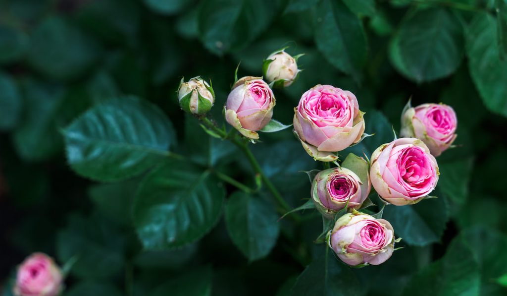 Close-up bouquet of pink blooming rose bush