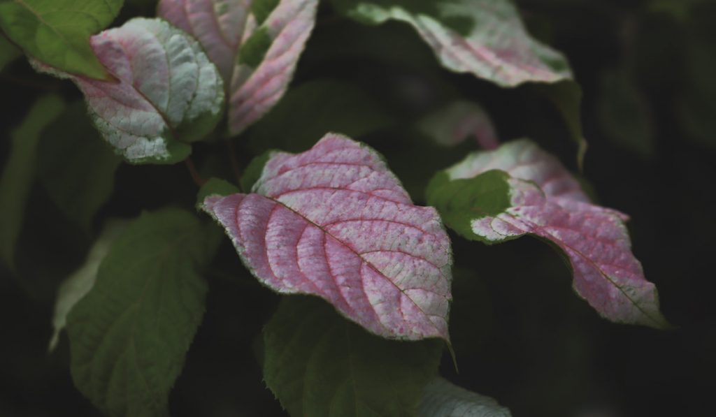 Close-up. Beautiful shrub of Actinidia Kolomicta