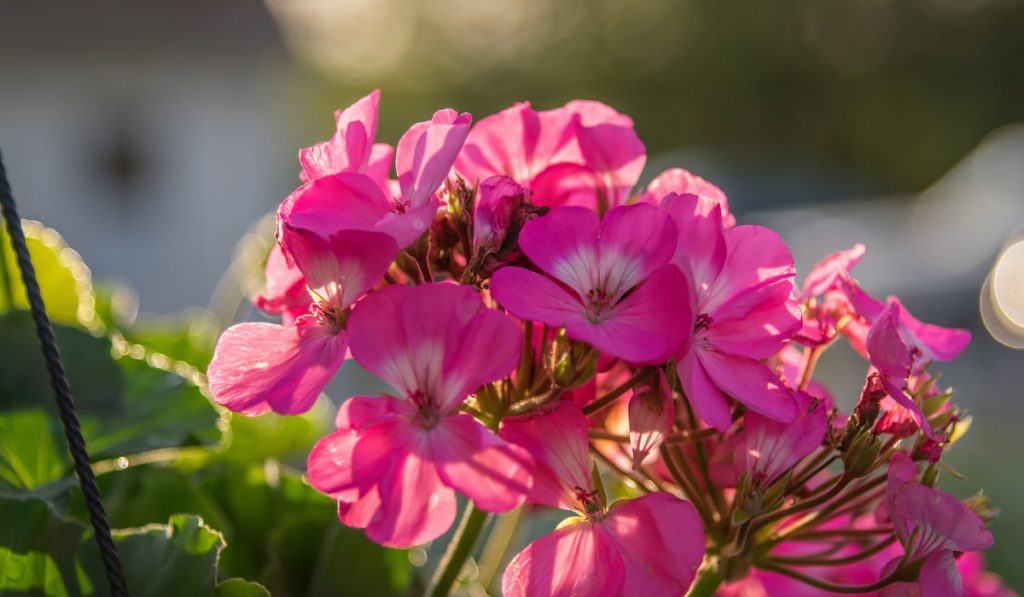 Closeup of pink geranium blossom in the backyard
