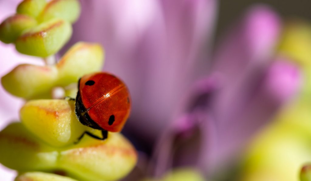 Closeup of red ladybug on succulent leaves 
