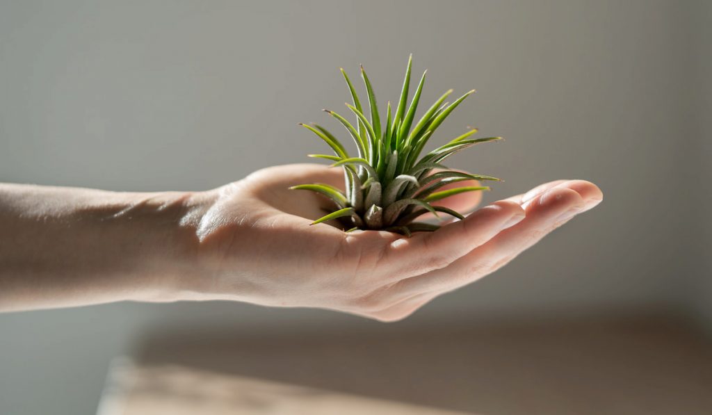 Closeup of woman holding in her hand air plant Tillandsia at home.